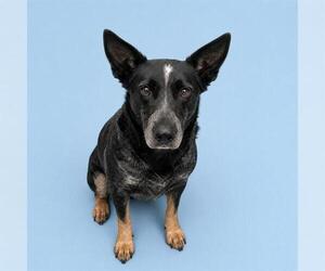 Texas Heeler Dogs for adoption in HESPERIA, CA, USA