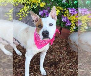 American Pit Bull Terrier-Unknown Mix Dogs for adoption in Oklahoma City, OK, USA