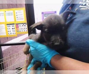 German Shepherd Dog-Unknown Mix Dogs for adoption in Tulsa, OK, USA