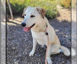 Mutt Dogs for adoption in San Bernardino , CA, USA