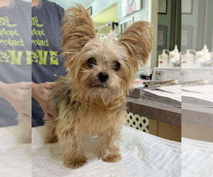 Mutt Dogs for adoption in Benton, LA, USA