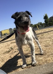 German Wirehaired Pointer Dogs for adoption in Chico, CA, USA