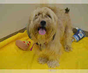 Havanese Dogs for adoption in Aurora, CO, USA