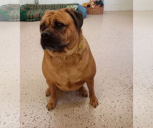 Puggle Dogs for adoption in York, SC, USA
