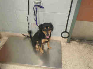 Doxie-Pin Dogs for adoption in Rancho Cucamonga, CA, USA
