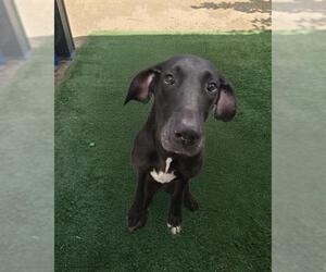 Great Dane Dogs for adoption in HESPERIA, CA, USA