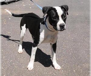 Boxer Dogs for adoption in Jamestown, CA, USA