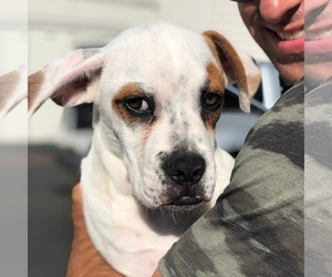 Boxer Dogs for adoption in Dana Point, CA, USA