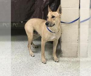 German Shepherd Dog-Unknown Mix Dogs for adoption in Conroe, TX, USA