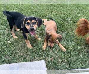 Mutt Dogs for adoption in Springdale, PA, USA