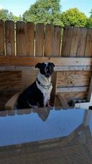 American Bulldog Dogs for adoption in Laingsburg, MI, USA