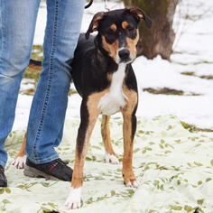 Doberman Pinscher Dogs for adoption in Huntley, IL, USA