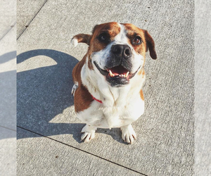 Beabull Dogs for adoption in Lockport, NY, USA