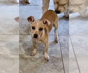 Chihuahua Dogs for adoption in Mesa, AZ, USA