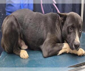 Siberian Husky-Unknown Mix Dogs for adoption in Mobile, AL, USA