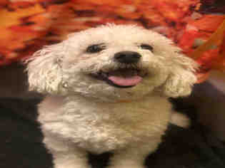 Bichon Frise Dogs for adoption in Forestville, MD, USA