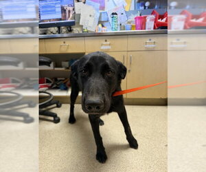 Labrador Retriever-Unknown Mix Dogs for adoption in Riverside, CA, USA