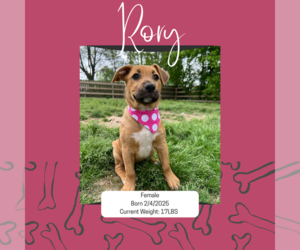 Mutt Dogs for adoption in Munford, TN, USA