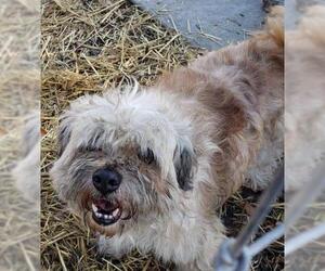 Shih Tzu Dogs for adoption in Pembroke, GA, USA