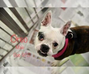 Faux Frenchbo Bulldog Dogs for adoption in Toms River, NJ, USA