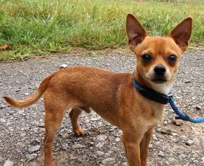 Chihuahua Dogs for adoption in White Bluff, TN, USA