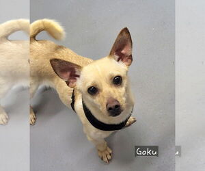 Chihuahua Dogs for adoption in Ellijay, GA, USA