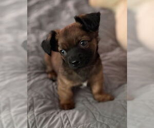 Chihuahua-Unknown Mix Dogs for adoption in Raleigh, NC, USA