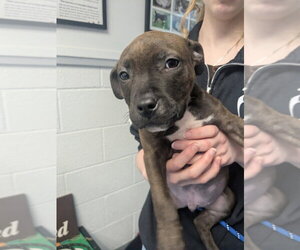 American Bulldog-Unknown Mix Dogs for adoption in Muskegon, MI, USA