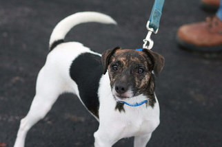 Jack Russell Terrier Dogs for adoption in Batavia, NY, USA