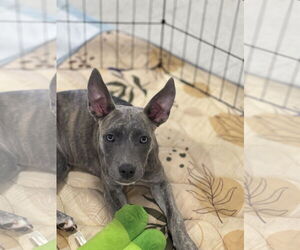 American Staffordshire Terrier-Whippet Mix Dogs for adoption in Sanford, FL, USA