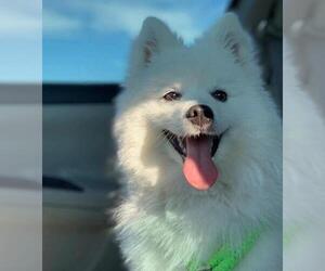 American Eskimo Dog Dogs for adoption in Kettering, OH, USA
