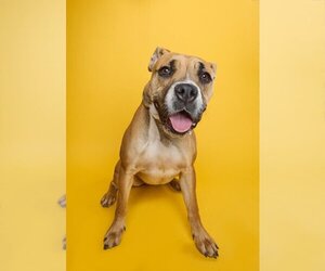 American Pit Bull Terrier Dogs for adoption in Plano, TX, USA