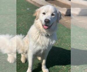 Great Pyrenees Dogs for adoption in Cedar Rapids, IA, USA