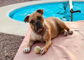 Medium Photo #1 Olde Bulldog Puppy For Sale in Tucson, AZ, USA