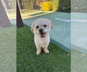 Poodle (Miniature) Dogs for adoption in Agoura Hills, CA, USA