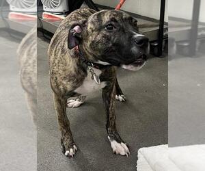 Plott Hound-Unknown Mix Dogs for adoption in Forestville, MD, USA