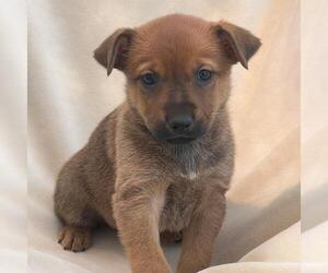 Labrador Retriever-Unknown Mix Dogs for adoption in San Diego, CA, USA