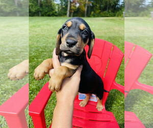 Labrador Retriever Dogs for adoption in Winter, WI, USA