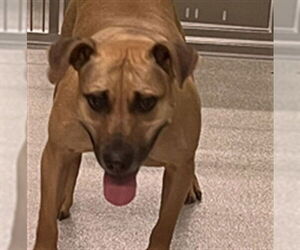 American Pit Bull Terrier-Unknown Mix Dogs for adoption in Palmetto, FL, USA