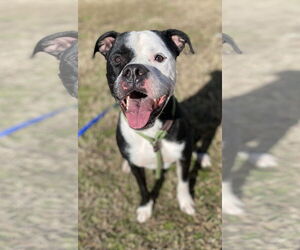 American Pit Bull Terrier-Unknown Mix Dogs for adoption in Virginia Beach, VA, USA
