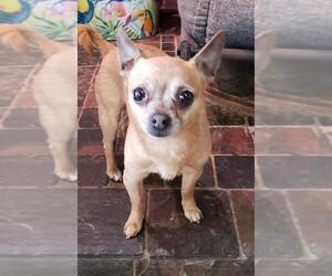 Chihuahua Dogs for adoption in Alexandria, KY, USA
