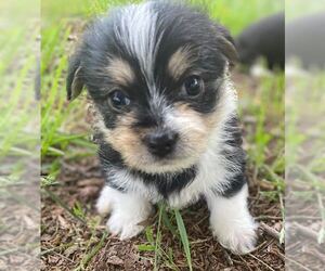 Mutt Dogs for adoption in Pacolet, SC, USA
