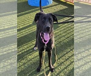 Labrador Retriever-Unknown Mix Dogs for adoption in Las Vegas, NV, USA