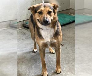 German Shepherd Dog Dogs for adoption in Camarillo, CA, USA