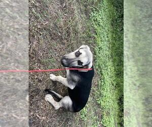 German Shepherd Dog-Unknown Mix Dogs for adoption in Houston, TX, USA