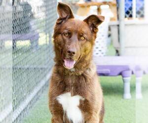 Siberian Husky Dogs for adoption in Camarillo, CA, USA