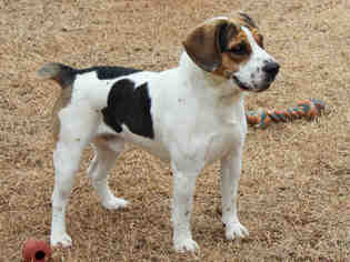 Beabull Dogs for adoption in Edmond, OK, USA