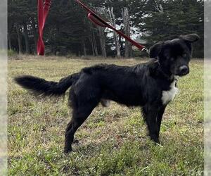 Border Collie-Unknown Mix Dogs for adoption in McKinleyville, CA, USA