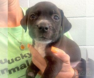 Labrador Retriever-Unknown Mix Dogs for adoption in Washington, DC, USA