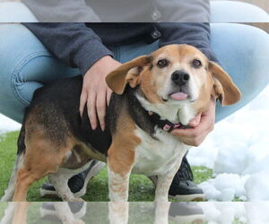 Beagle Dogs for adoption in Chestertown, MD, USA